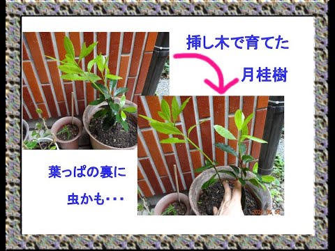 挿し木 の月桂樹の葉っぱに虫 鉢植えのゲッケイジュ Youtube