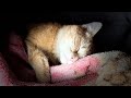 When Malus sleeps…even chaos takes a break 💤🐱#pishypishy