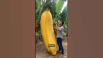 Quả Chuối 3kg – 4 Người Ăn Không Hết #shorts