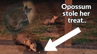 A wild opossum stole Prim's treat! Modern country homestead VLOG by Kapper Outdoors Modern homestead 531 views 1 month ago 5 minutes, 45 seconds