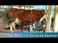 Sapi indukan Super Jenis Simental, 4 Kali Beranak 2 Kali Kembar || Kandang Sapi Pak. Prasetyo