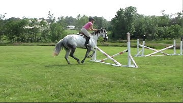 Valley View Ranch - Ms Frosty Principle - trot cross rail