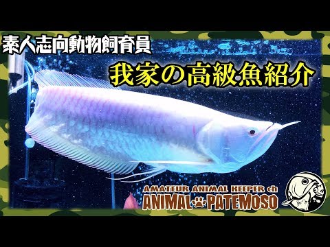 Checking Out My Expensive Fish! Albino Silver Arowana Super Short 