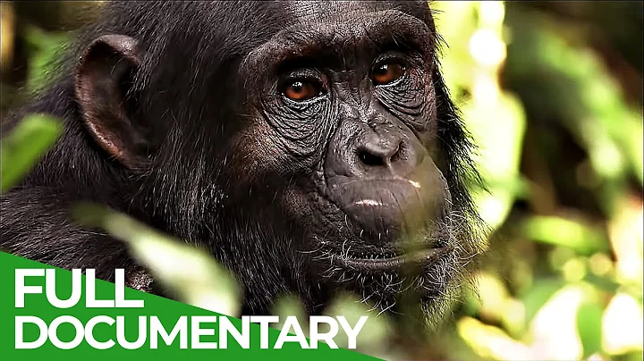 The Secret Culture of the Apes | Free Documentary Nature - DayDayNews