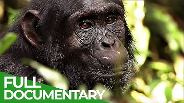 The Secret Culture of the Apes | Free Documentary Nature