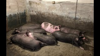 видео: Едят мало растут быстро не могут доползти до корыт/Расходы кормов на14 свиней/Парализатор для свиней картинка: Едят мало растут быстро не могут доползти до корыт/Расходы кормов на14 свиней/Парализатор для свиней