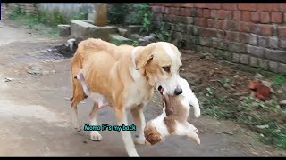 mom Dog knows how to control her PUPPIES ।।