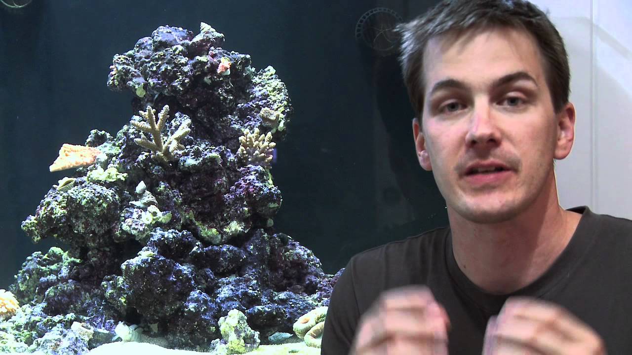 how to videos on tiktok Mr. Saltwater Tank TV Friday Am Quick Tip #86: Take A Risk And Maybe You'll Win