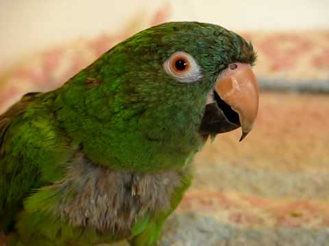 Avis The Blue Crown Conure - Talking