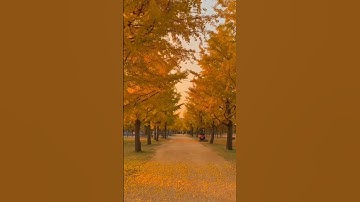 Yellow Spring Road Japan: Gingko Trees Unleash Autumn