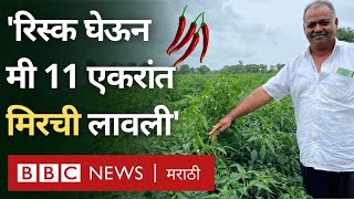 Chilli Farming : मिरची लागवडीची जोखीम तर पत्करली, ‘या’ शेतकऱ्यानं नफा कमवला का?