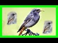 Black Redstart Bird Song Call Chirp Voice Colirrojo Tizón Canto Phoenicurus Ochruros Black Redstart Bird Song Call Chirp Voice Colirrojo Tizón Canto Phoenicurus Ochruros