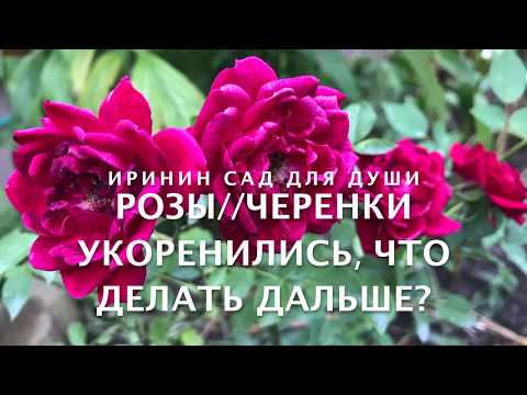 Розы//Черенки укоренились, что делать дальше?