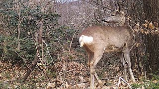 Fototrappolaggio Naturalistico Trail Camera - Montegrino Valtravaglia (Va)