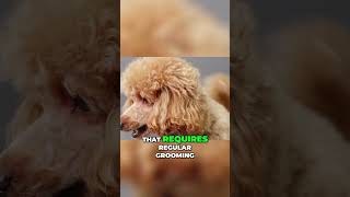 Unlocking the Secrets of the Active and Intelligent Poodle Breed #shorts #poodle #facts #animals