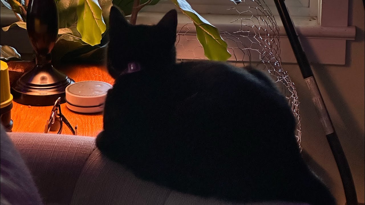 worlds first backflip frontflip