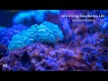 The ocean 4k  scenic wildlife film  quran background  surah al mulk