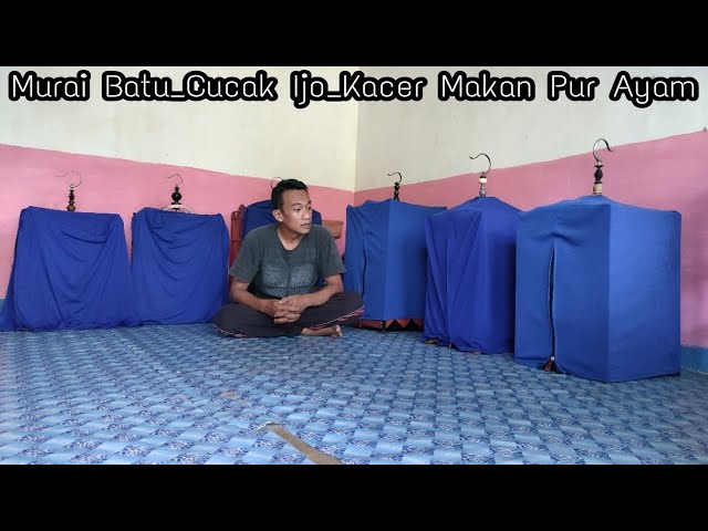 UPDATE KOLEKSI BURUNG DI RUMAH || BURUNG PILIHAN TANGKAPAN SENDIRI class=