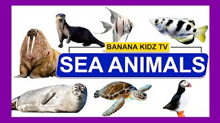 Sea Animals | Learn sea animals names in English | Kids vocabulary | @bananakidztv