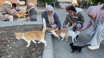 We have provided all the love and delicious food to every stray cat in need.