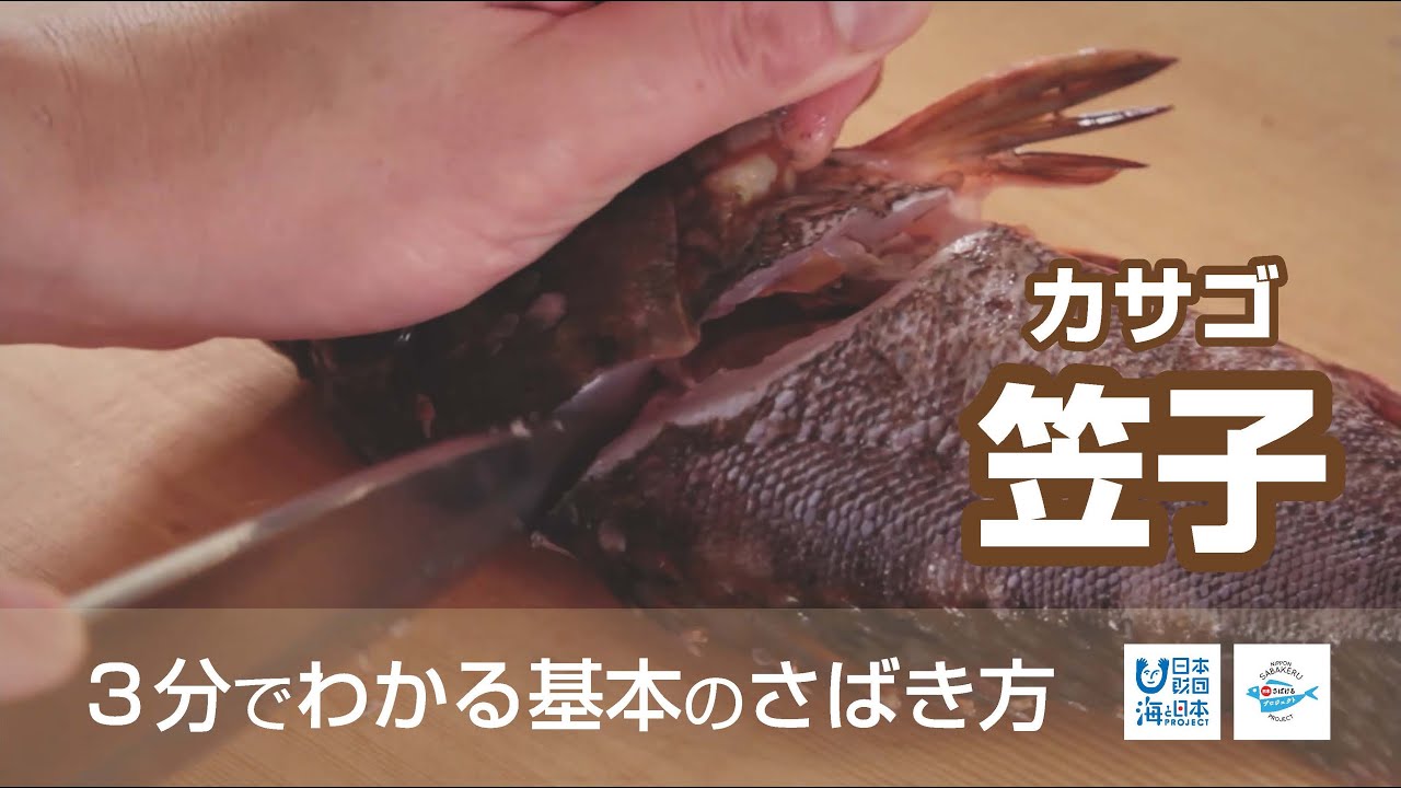 笠子 かさご のさばき方 How To Filet Japanese Stingfish 日本さばけるプロジェクト Youtube