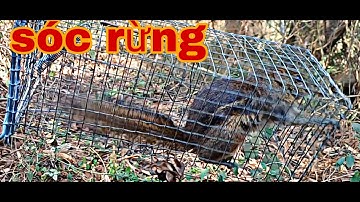 Chuyến thăm bẫy sóc  / nhuận phan tv #89