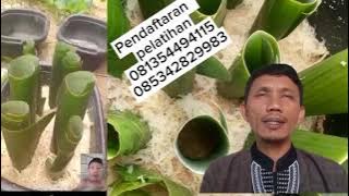 77TWG simak .petani walet harus paham benar tentang dunia pakan walet ini hasilnya dan penjelasan