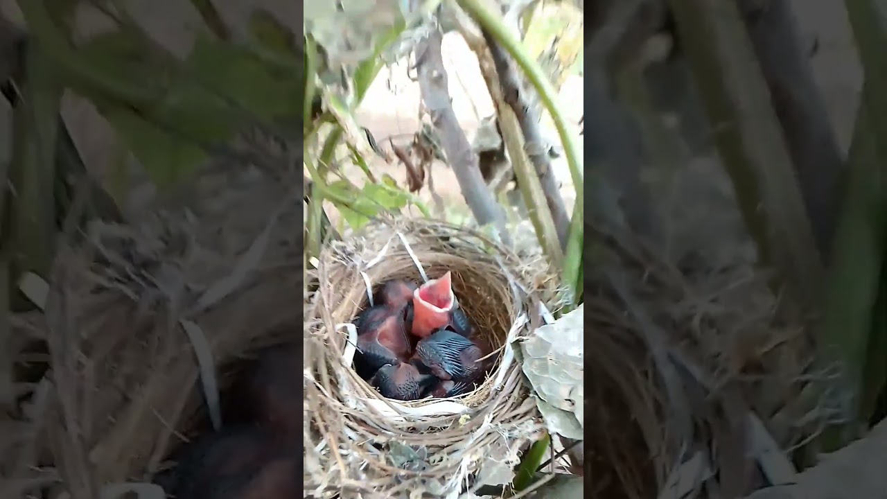 cute birds in my home 