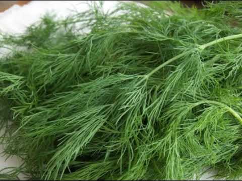 Video: Manfaat Dill