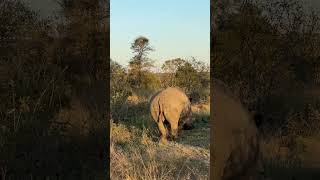 Rhino knowledge #rhino  #rhinoceros #shorts #reels