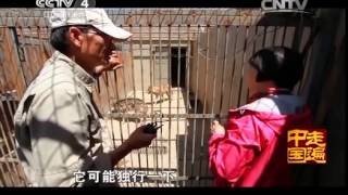 20141202 走遍中国 系列片《一方奇人一方事》（3）——狼王的美好心愿