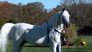 World Champion Hadidi (Norus x Hebet Allah) Grey Straight Egyptian Arabian Stallion | Two Silos Farm