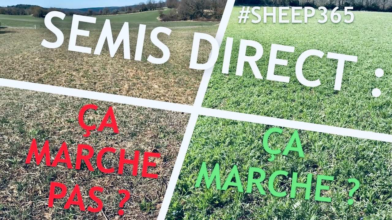 Avancée de la bergerie et analyse semis direct