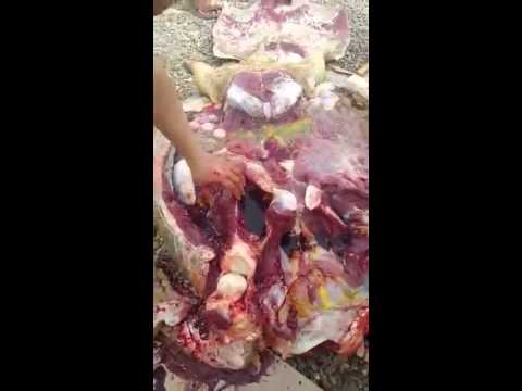 لحم سلحفاة