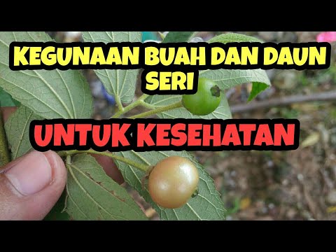 MANFAAT BUAH KERSEN(SERI)UNTUK KESEHATAN TUBUH