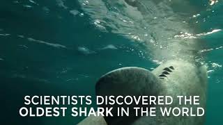 Oldest shark in the world 512 year old Greenland shark