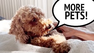 Miniature Poodle DOG WANTS TO BE PETTED CONSTANTLY