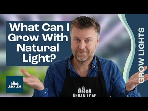 Vídeo: Pothos And Light: Saiba mais sobre os requisitos de iluminação Pothos