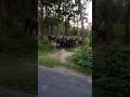 #elephant