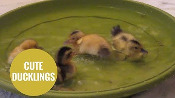 Cute little ducklings take their first swim