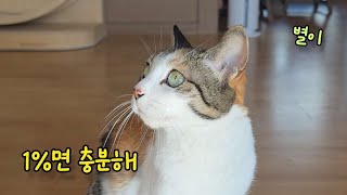 별이에게 1% 친구가 생겼어요#고양이#다묘