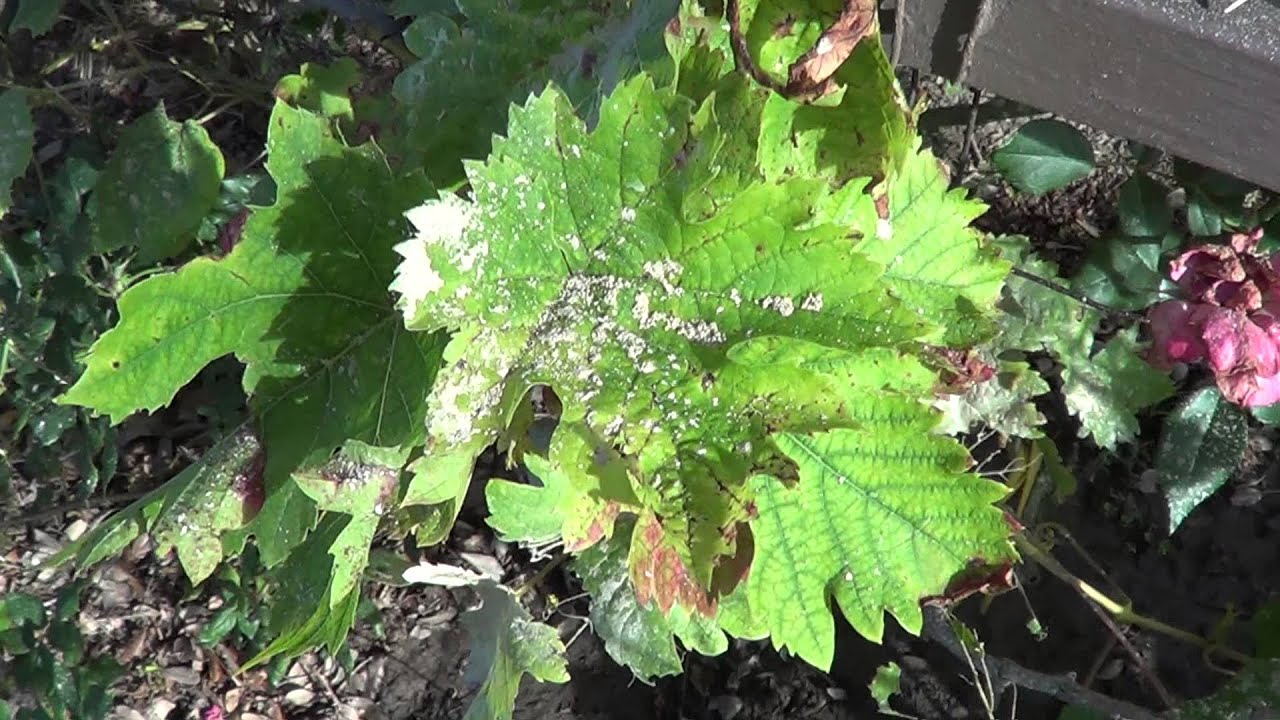 Grape Vine problems Bugs! Grapeleaf Skeletonizer, Harrisina americana