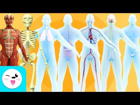 Video: ¿Qué es el aprendizaje de cuerpo entero?