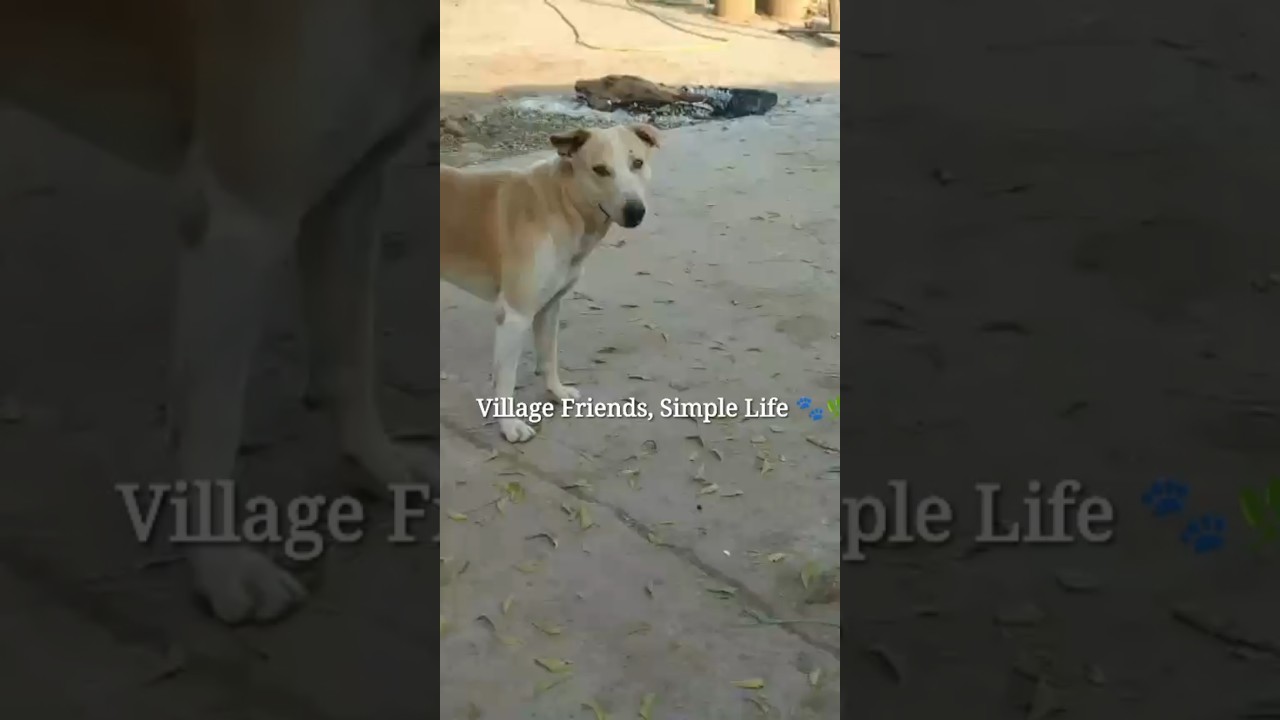 Village life with our animal friends 🐕🌿