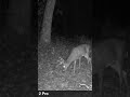 World Record??? | Big Buck #hunting #trending #viralvideo #fyp #video #shorts #likes #deer #biggboss