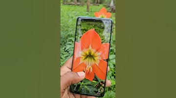 Motorola Edge 60 Fusion: The Camera You Didn