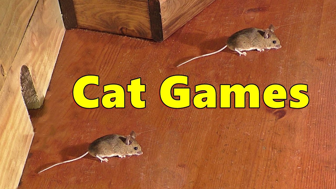 Cat Games Mouse 🐭 Mice Fun for Cats YouTube