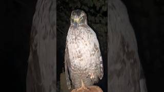 How Beautiful Hawk Eagle wildlifedaily eagles ? fish ? hawks ?owl Vs Snake ?dailyanimals ???