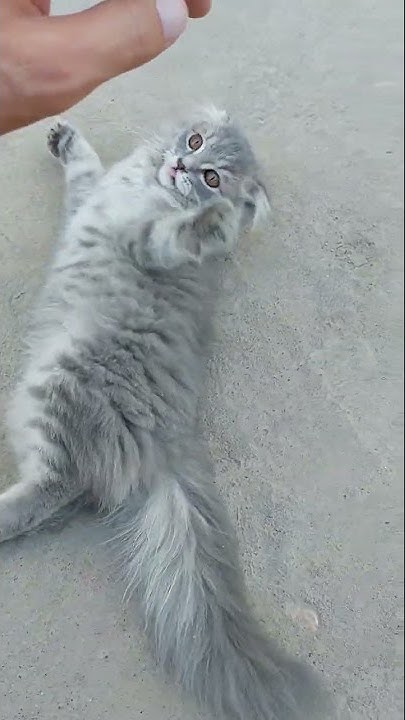 Мышық... - YouTube