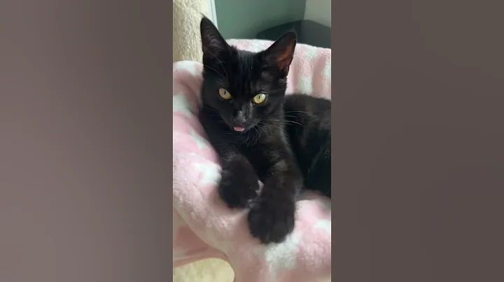 Video 9310381: cat kitten cute rescue, kitten black cat, cat kitten fluffy